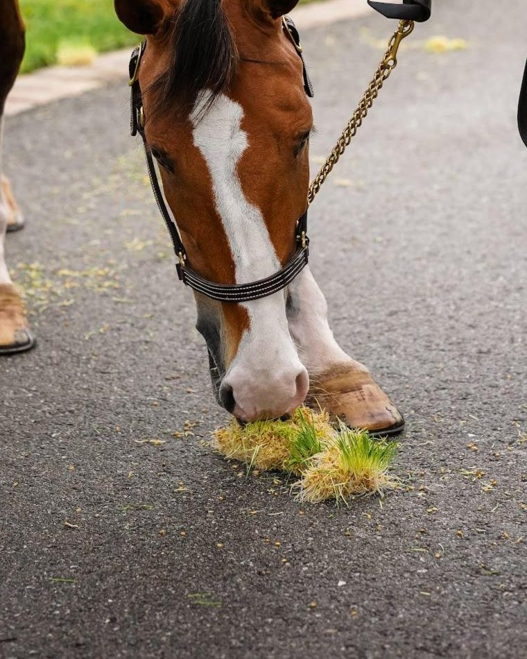 Horse eating fresh Equi Greens sprouted barley grass